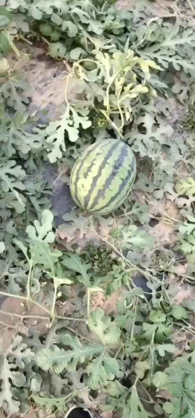 甜王
