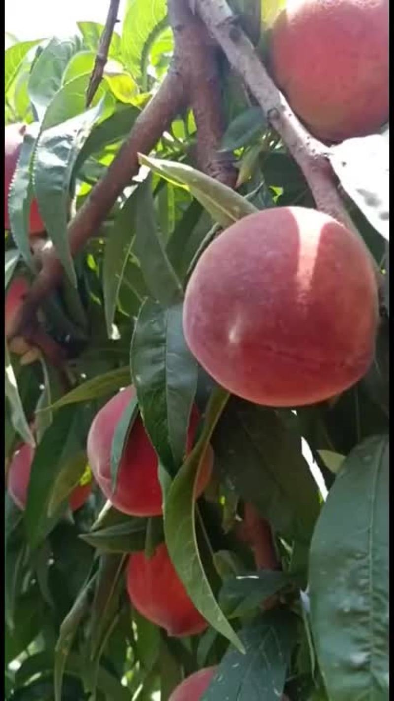桃子