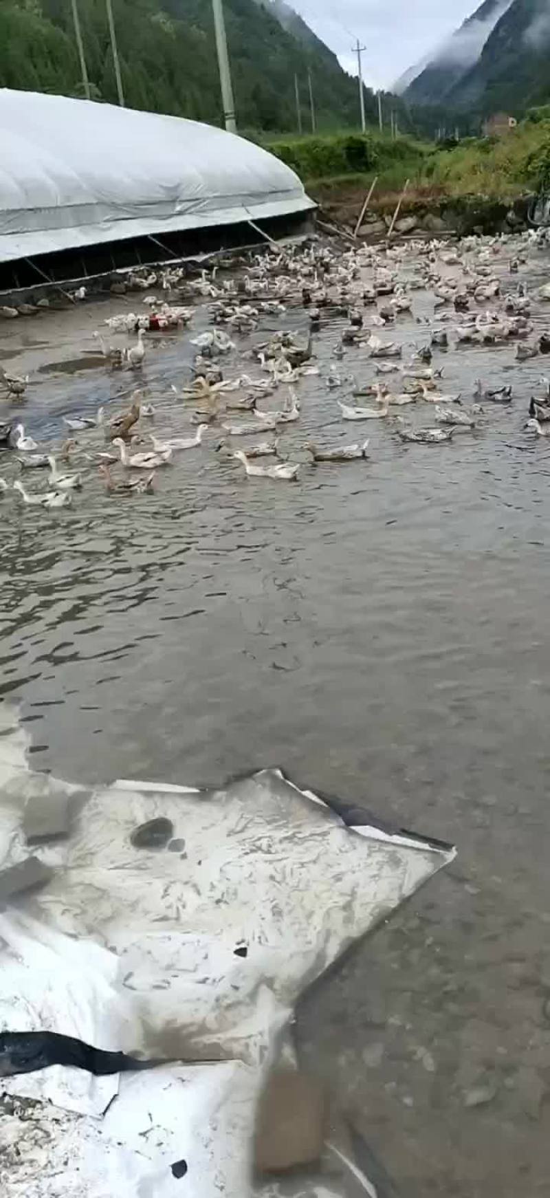 鲜蛋