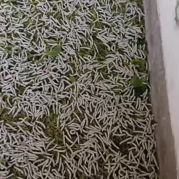 蚕茧
