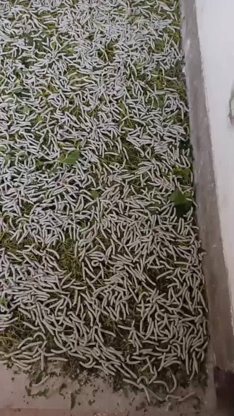 蚕茧