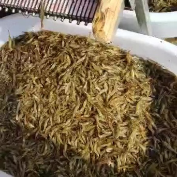 河虾