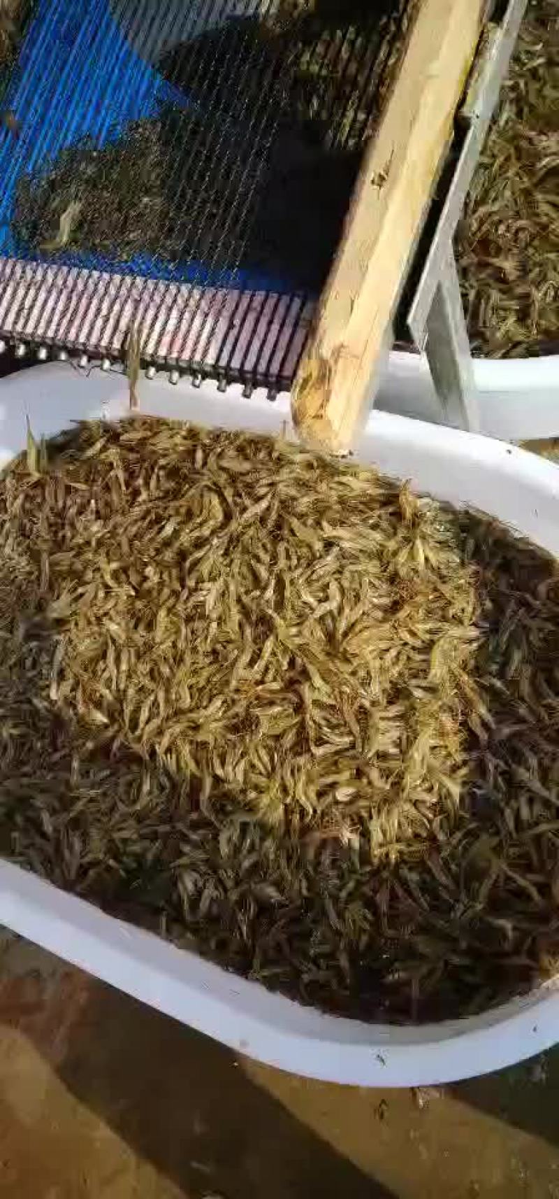 河虾
