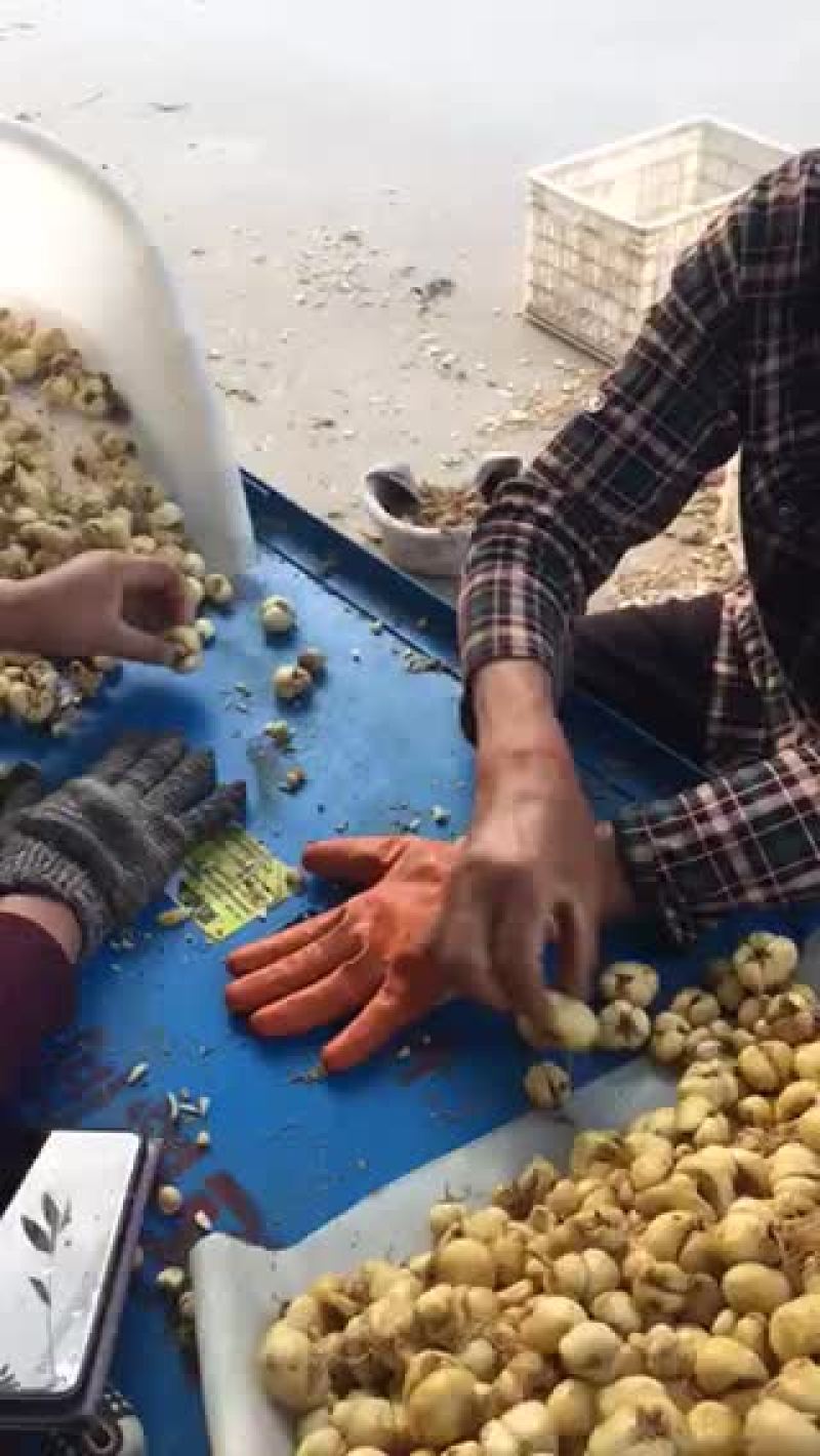 自己家种贝母浙贝母大量出售