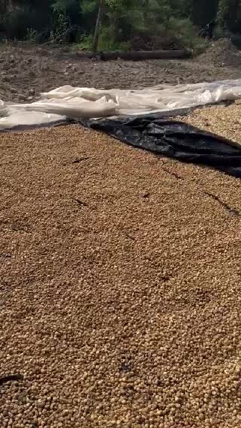 自己家种贝母浙贝母大量出售