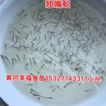 翘嘴鲌