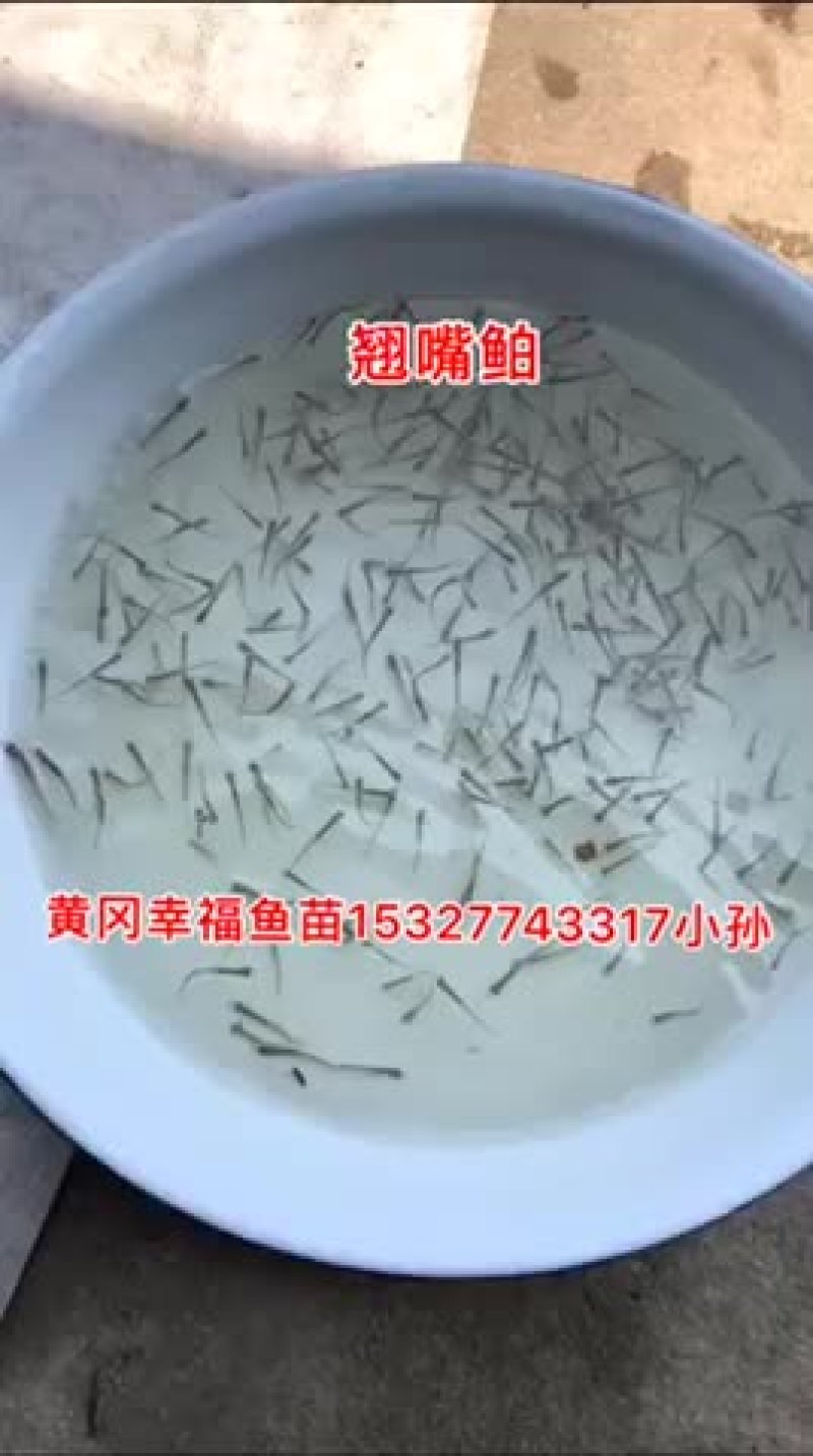 翘嘴鲌