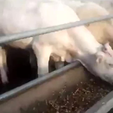 山西肉牛繁育场出售优质夏洛菜大小公母肉牛犊【货真价实】