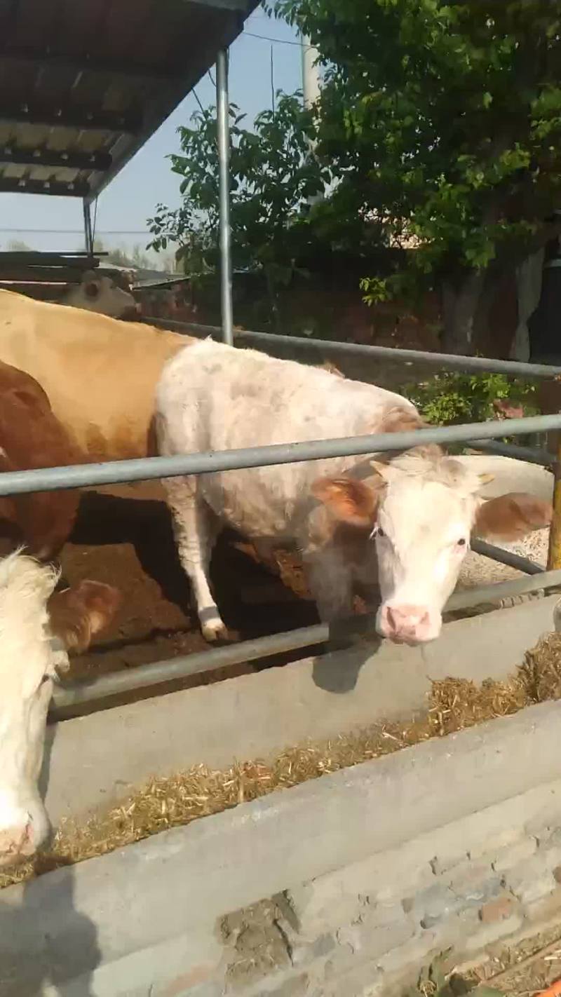 山西肉牛繁育场出售优质夏洛菜大小公母肉牛犊【货真价实】