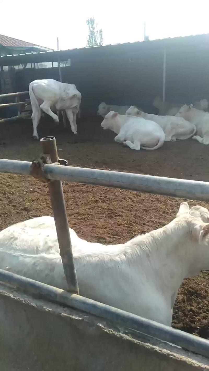 山西肉牛繁育场出售优质夏洛菜大小公母肉牛犊【货真价实】