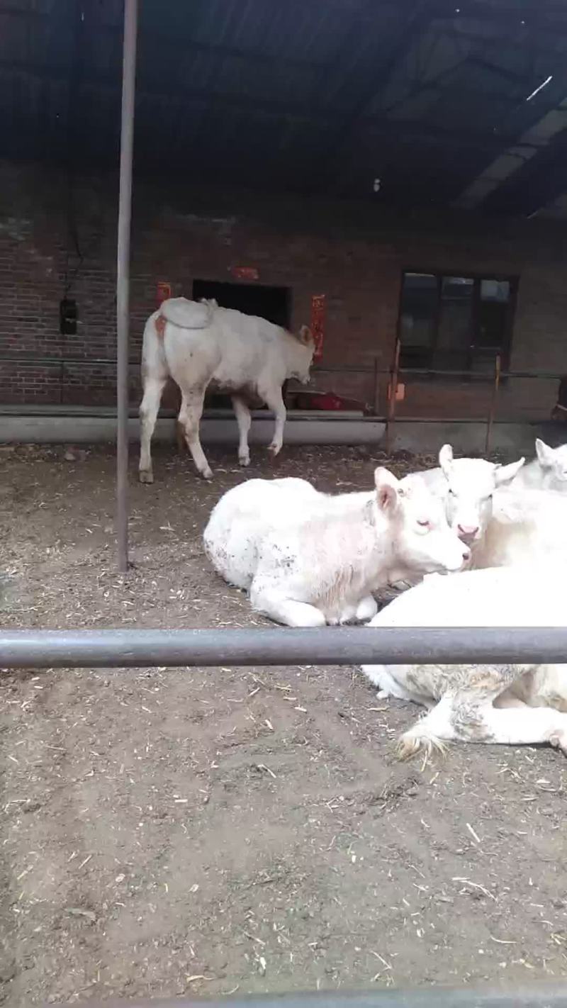 山西肉牛繁育场出售优质夏洛菜大小公母肉牛犊【货真价实】