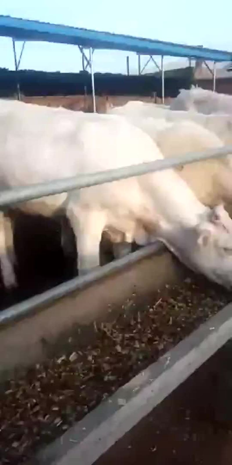山西肉牛繁育场出售优质夏洛菜大小公母肉牛犊【货真价实】