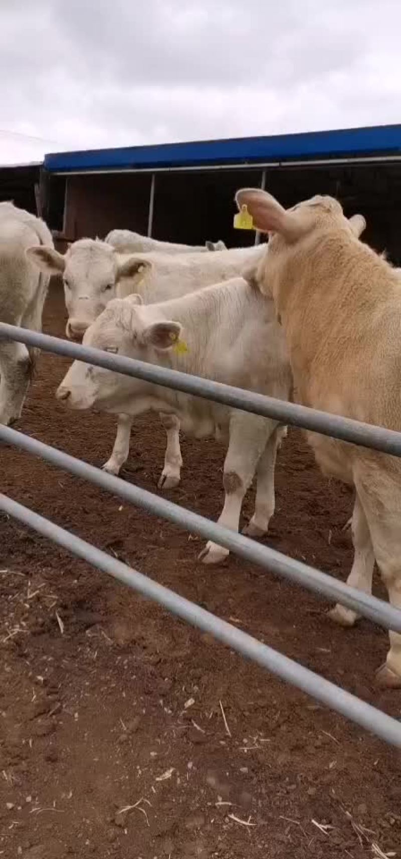 山西肉牛繁育场出售优质夏洛菜大小公母肉牛犊【货真价实】