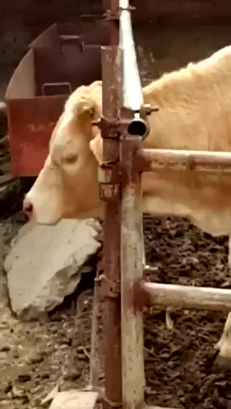 山西肉牛繁育场出售优质夏洛菜大小公母肉牛犊【货真价实】