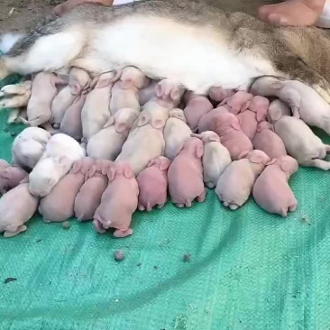 比利时杂交肉兔，能长13斤左右，一个月生一次一次8-13