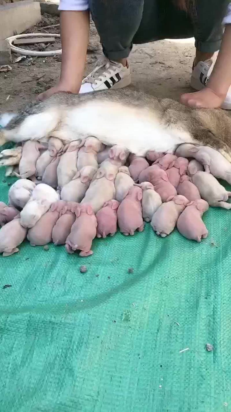比利时杂交肉兔，能长13斤左右，一个月生一次一次8-13