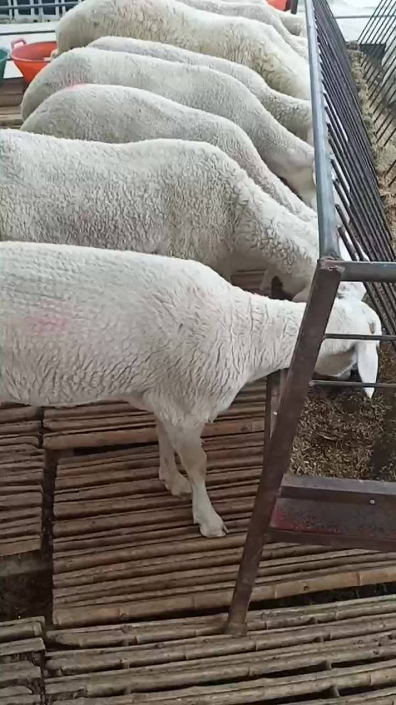 小尾寒羊孕羊