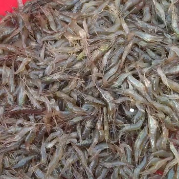 鲜活河虾