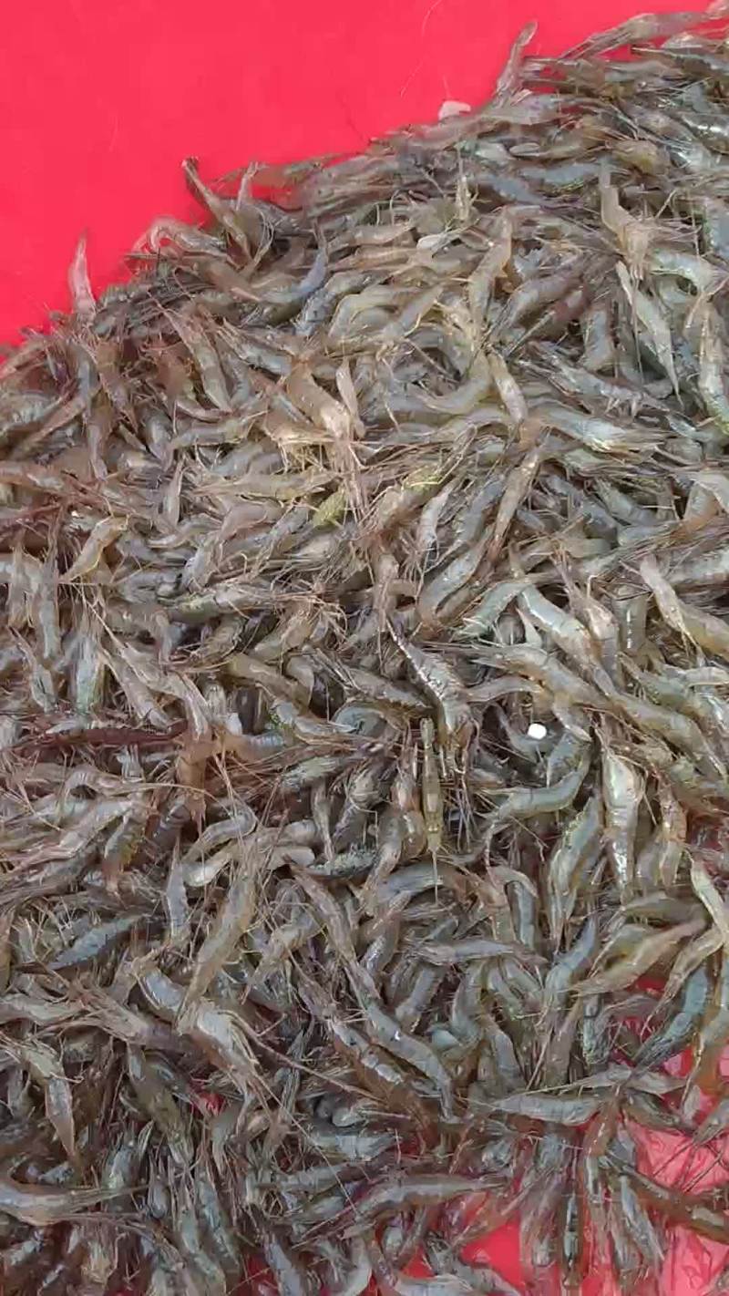 鲜活河虾