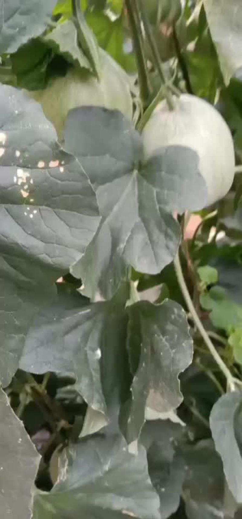 绿宝甜瓜