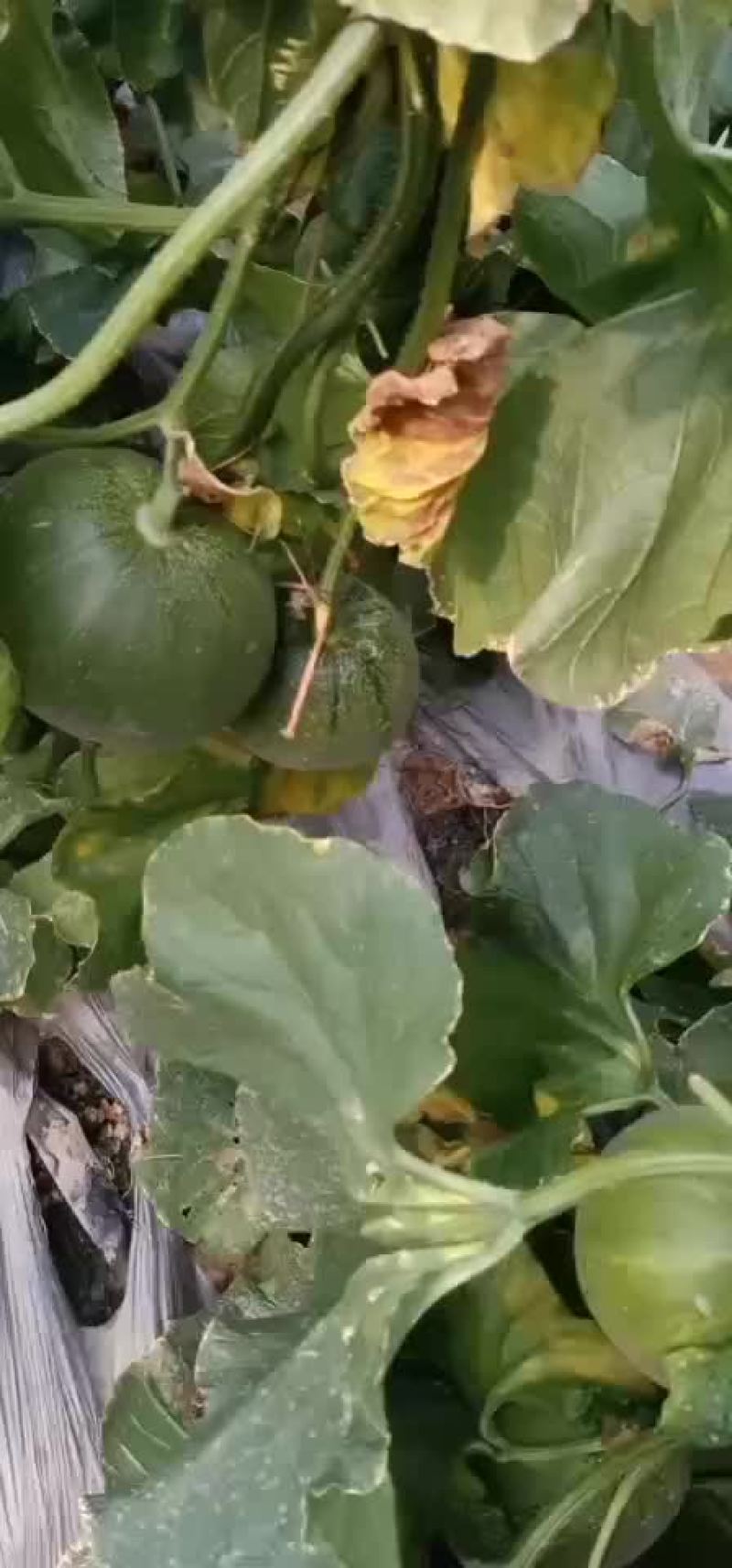 绿宝甜瓜