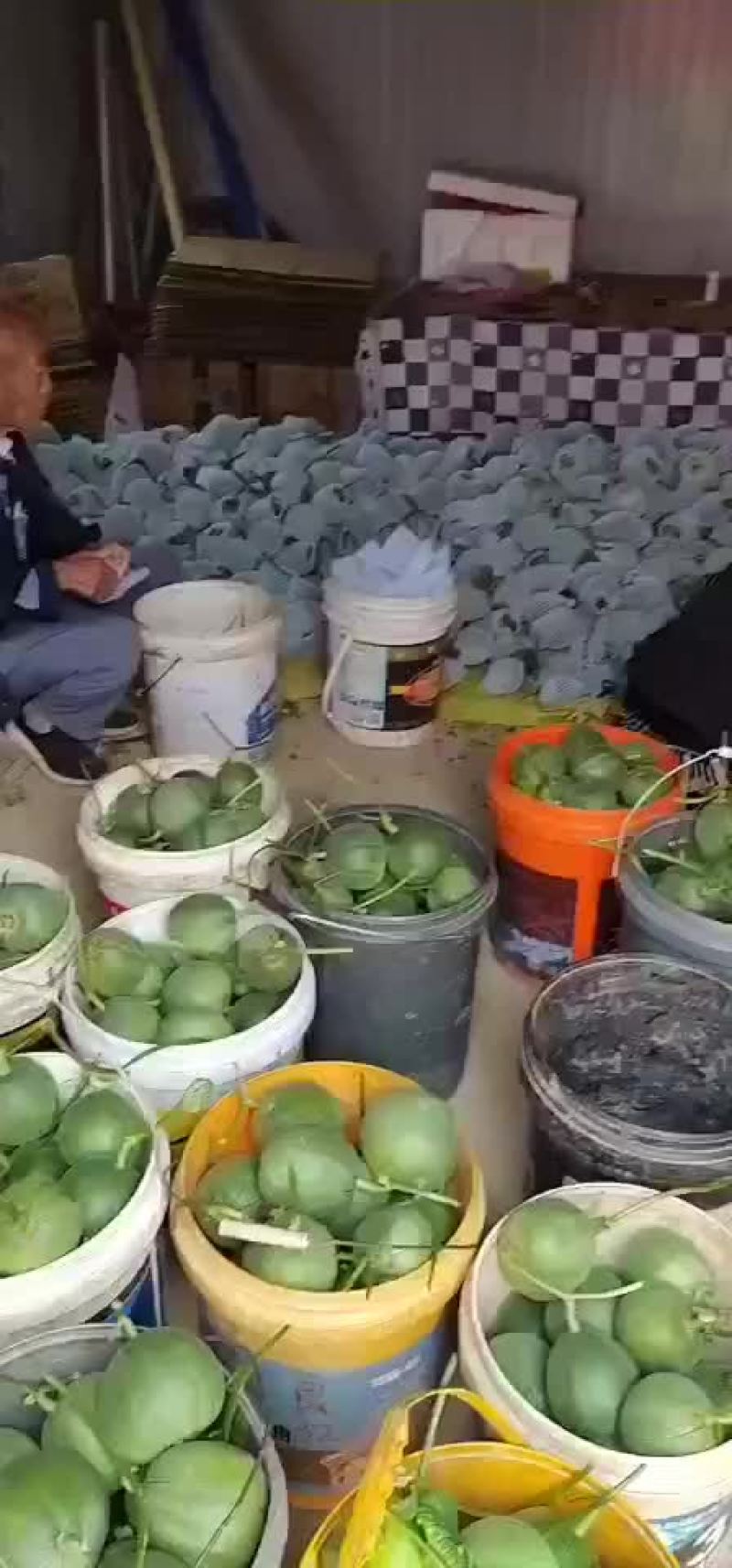 绿宝甜瓜