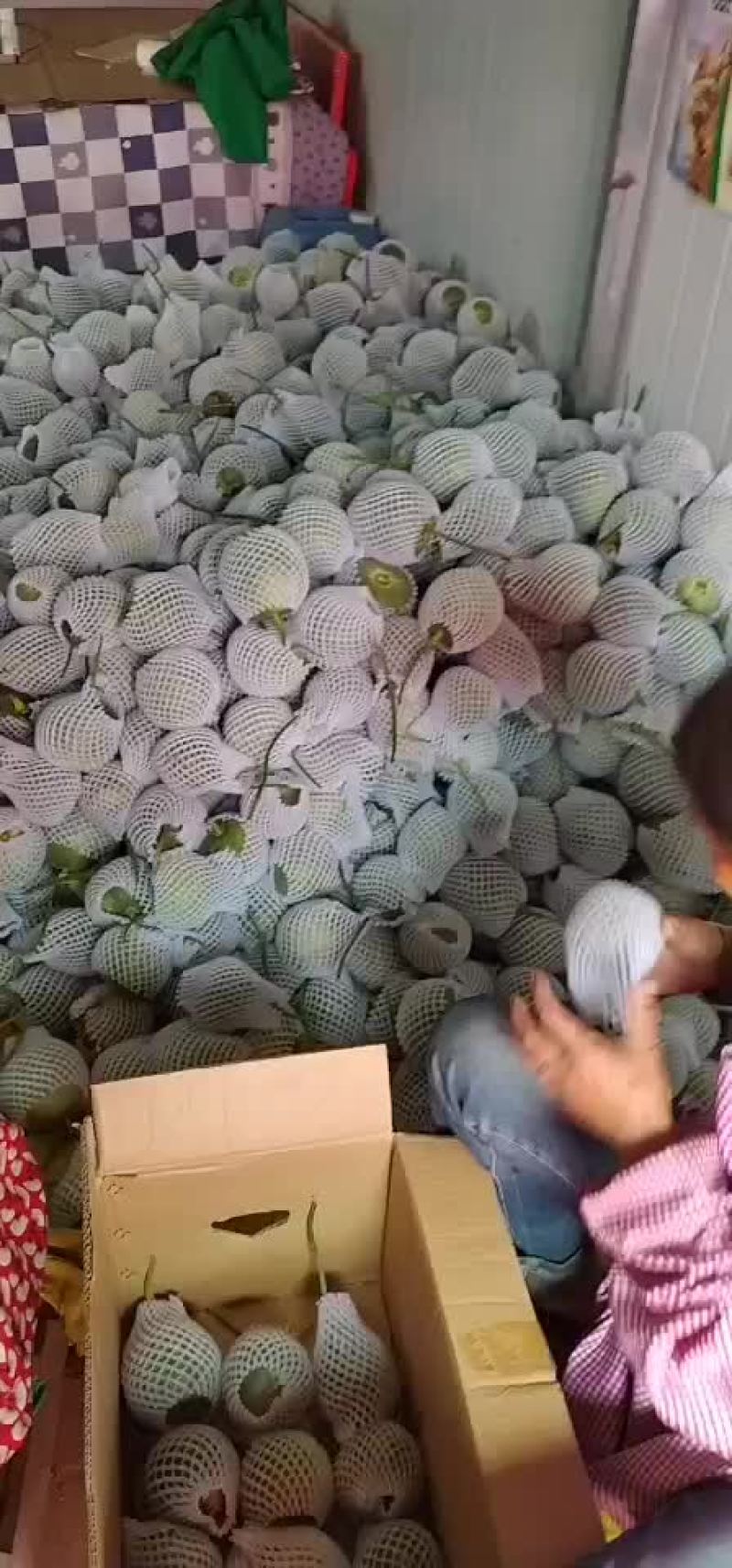 绿宝甜瓜