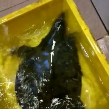 精品甲鱼