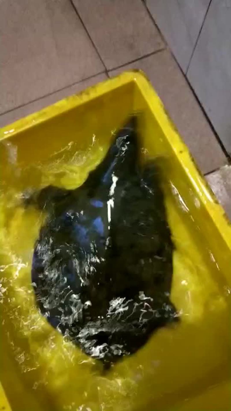 精品甲鱼