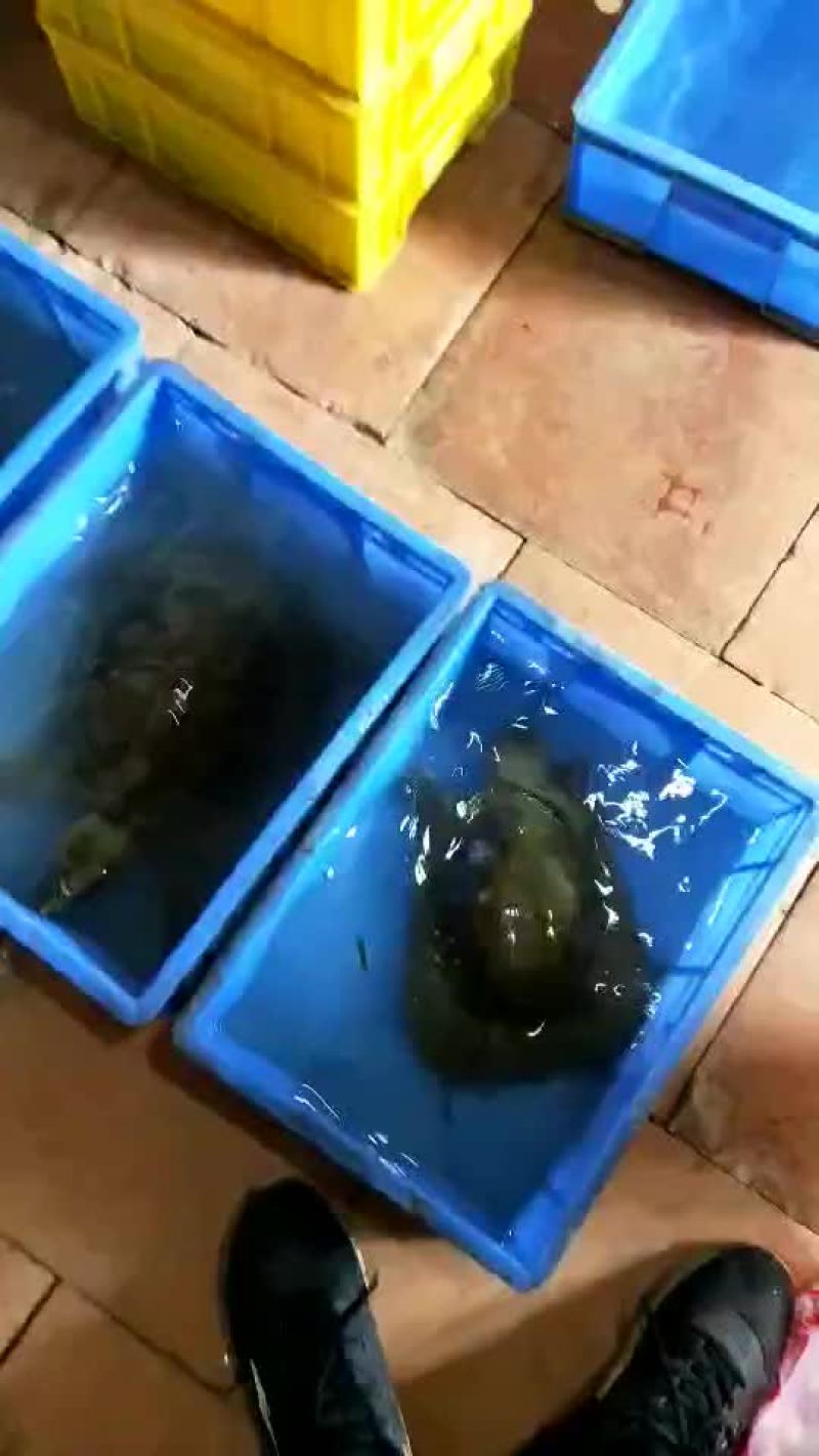 精品甲鱼