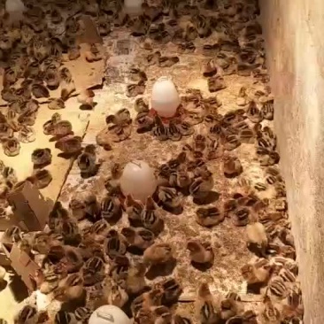 鸡