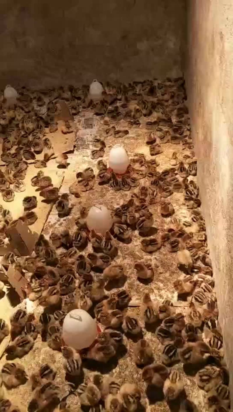 鸡