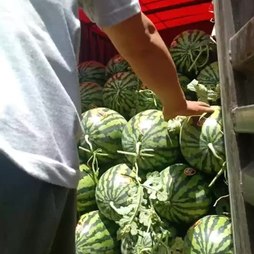 陕西甜王