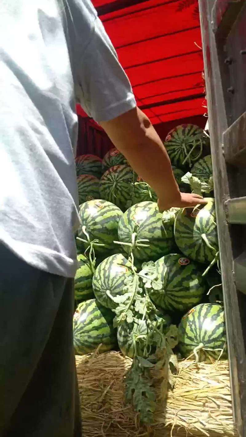 陕西甜王