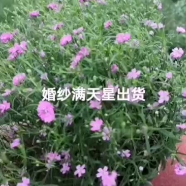 婚纱满天星盆花两色满天星