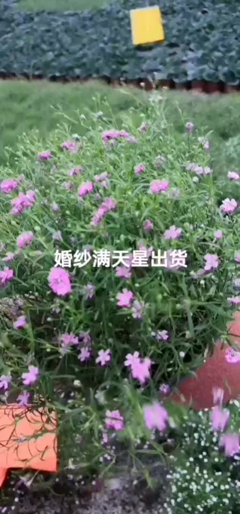 婚纱满天星盆花两色满天星
