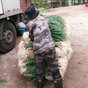 蒜苗上市