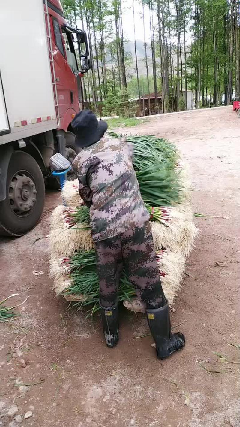 蒜苗上市