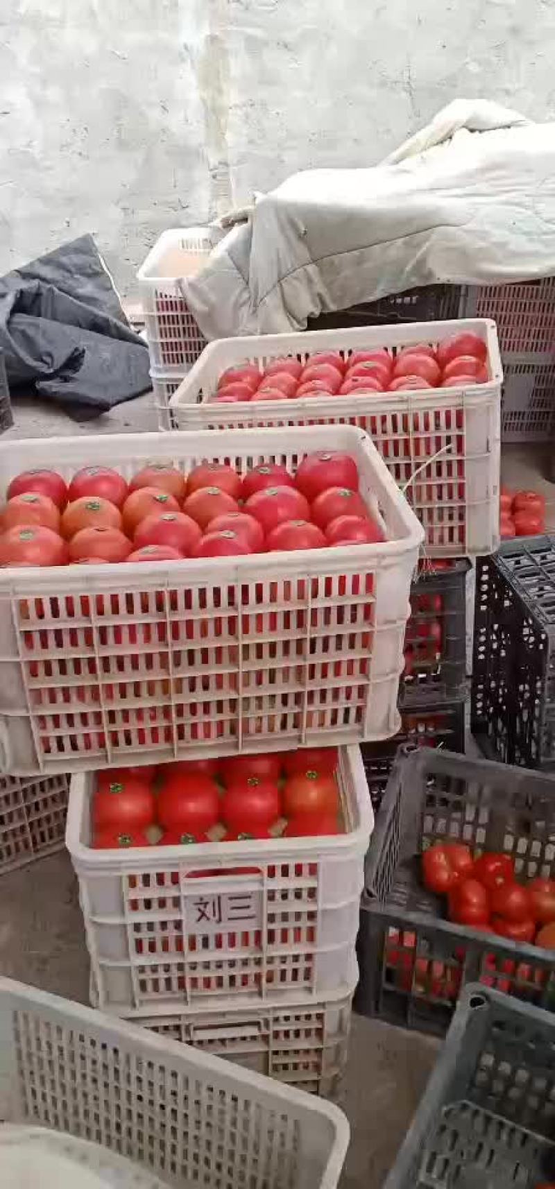 费县西红柿