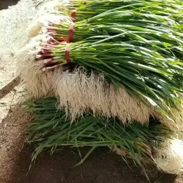 蒜苗