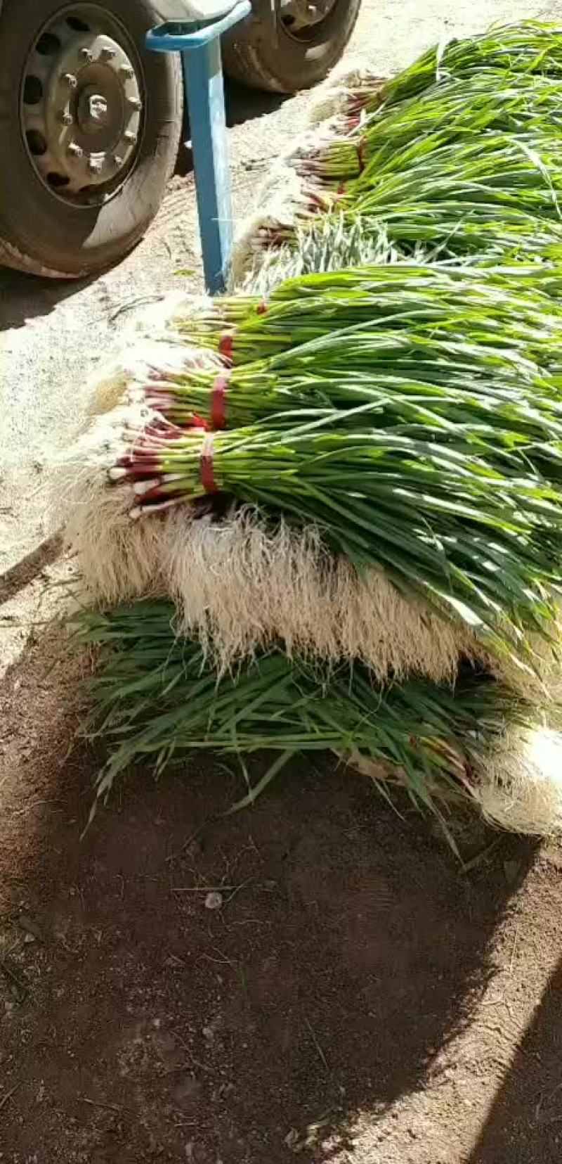 蒜苗