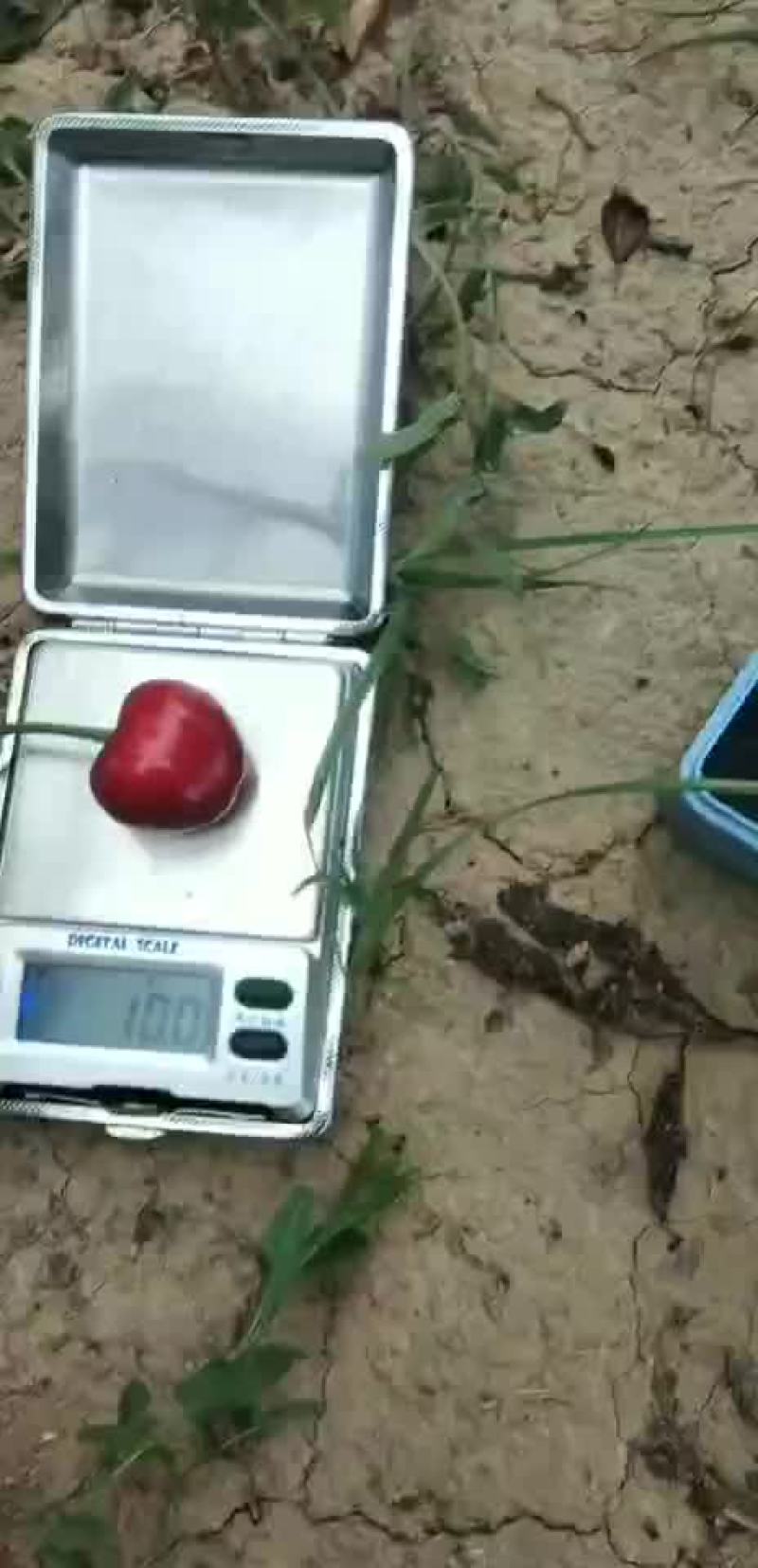 美早樱桃