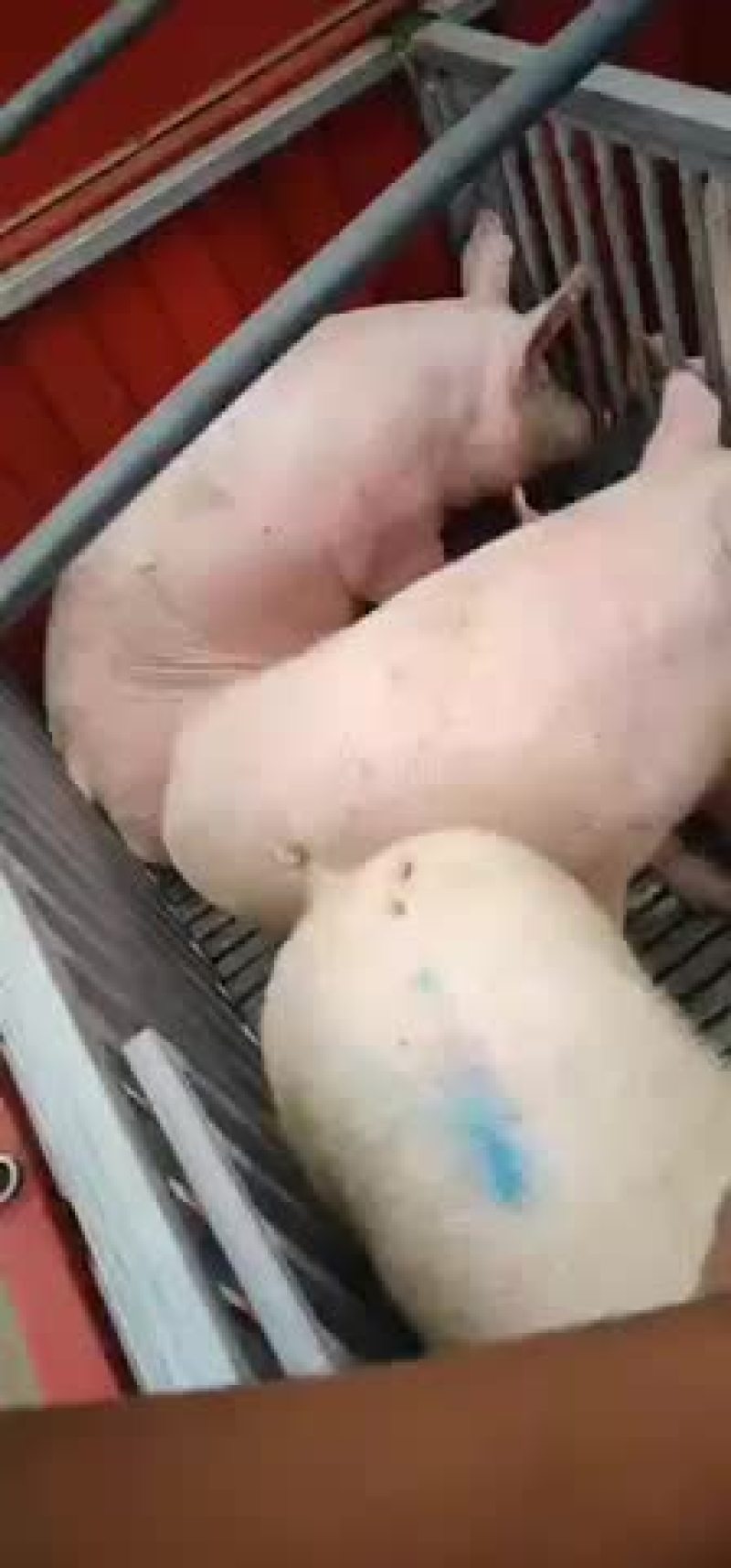 土杂猪，三元猪，黑土猪产地直销