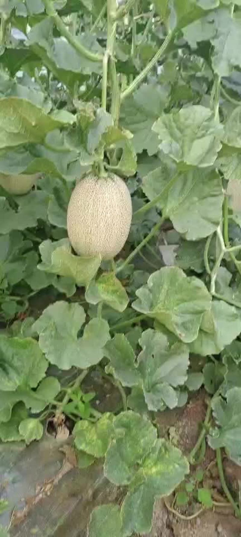 西州蜜耀龙25
