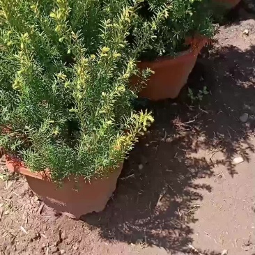 纯东北红豆杉籽播苗