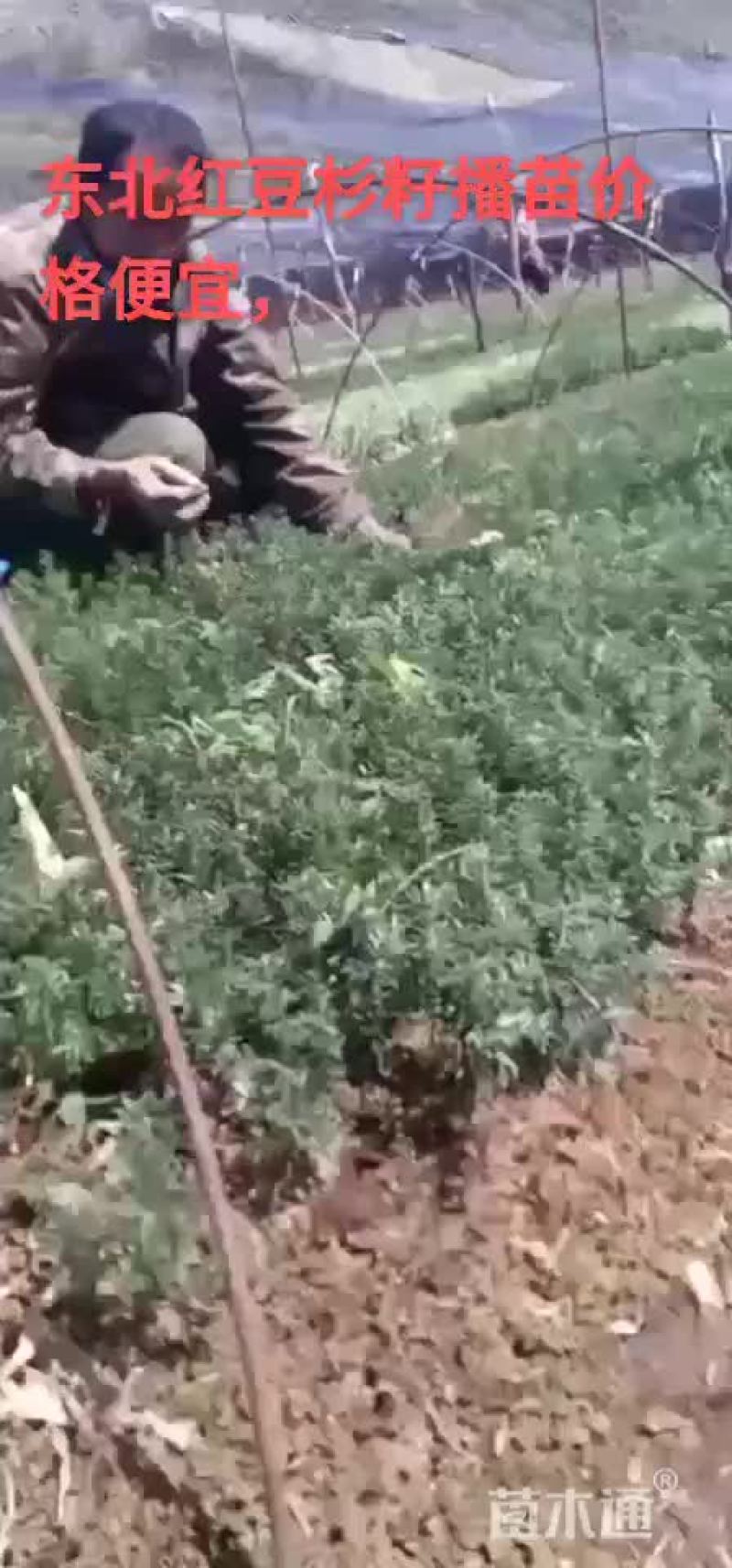 纯东北红豆杉籽播苗