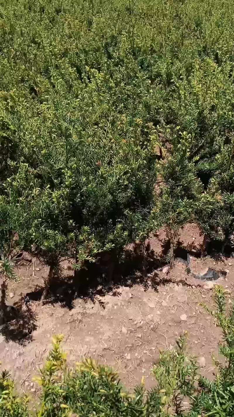 纯东北红豆杉籽播苗