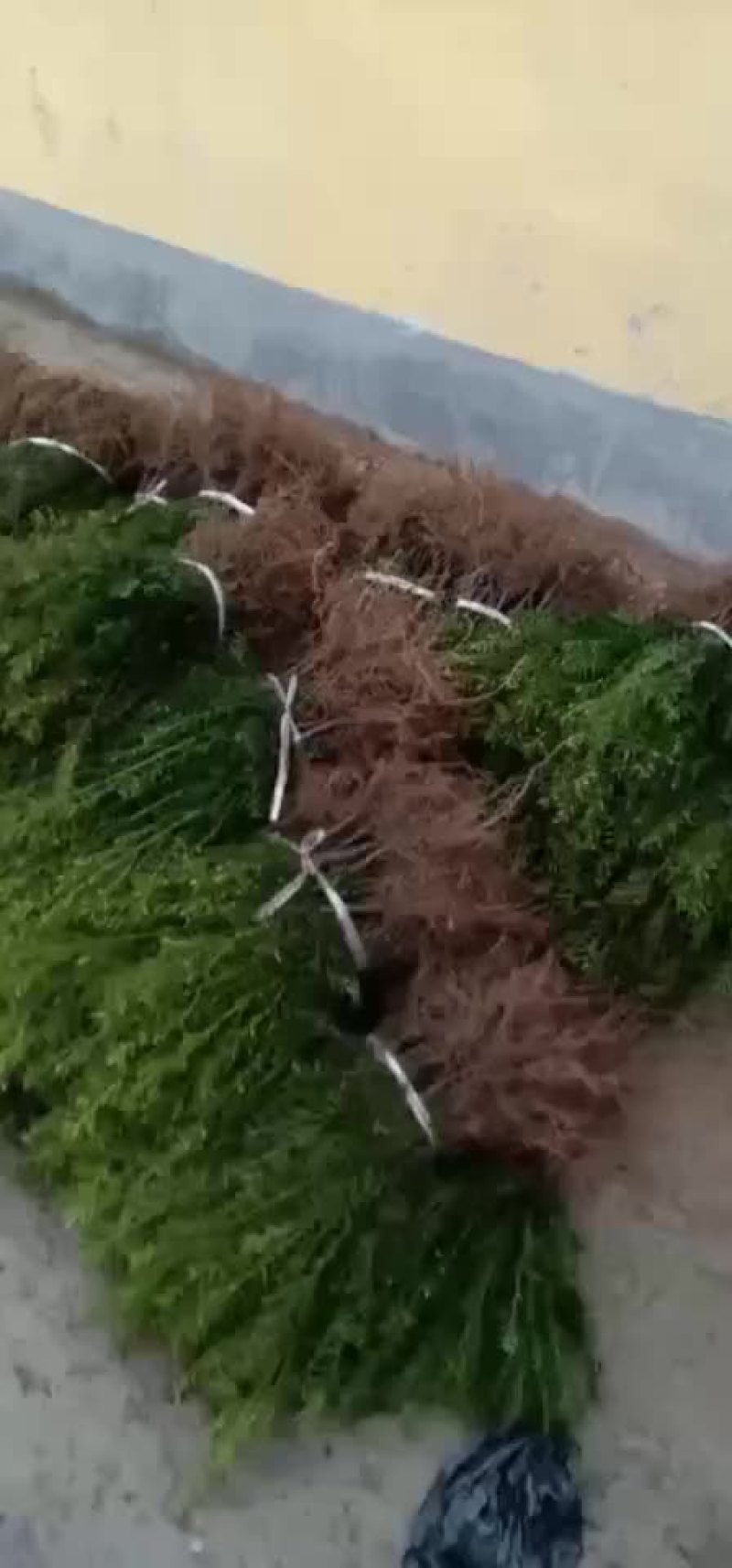 纯东北红豆杉籽播苗