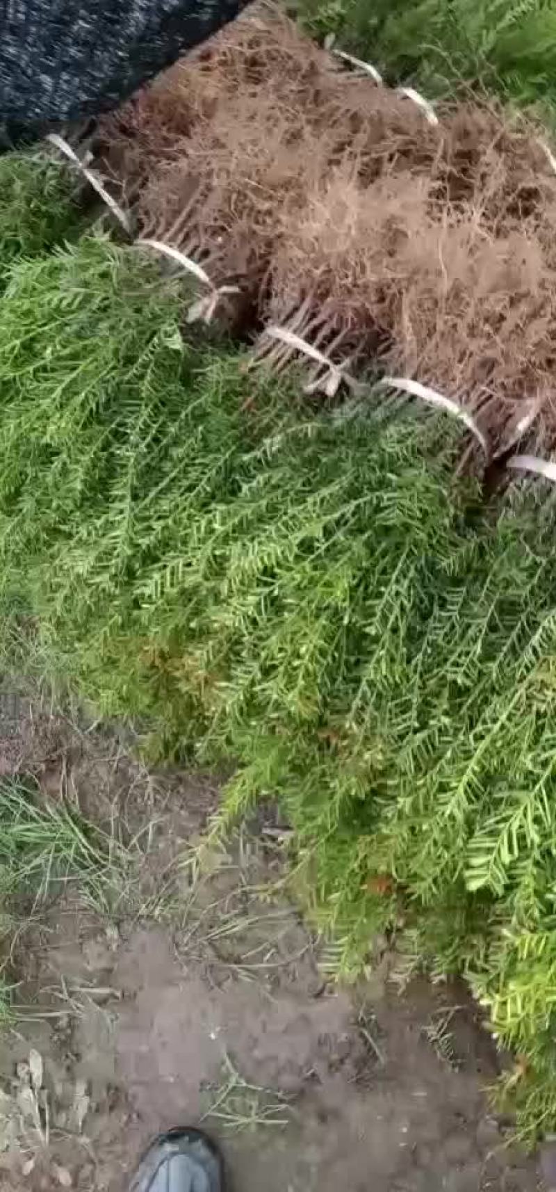 纯东北红豆杉籽播苗