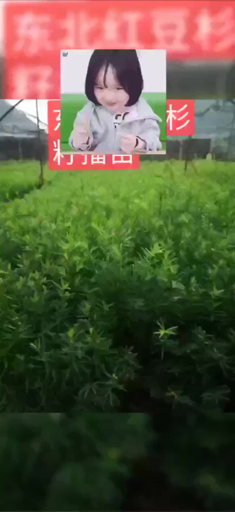纯东北红豆杉籽播苗